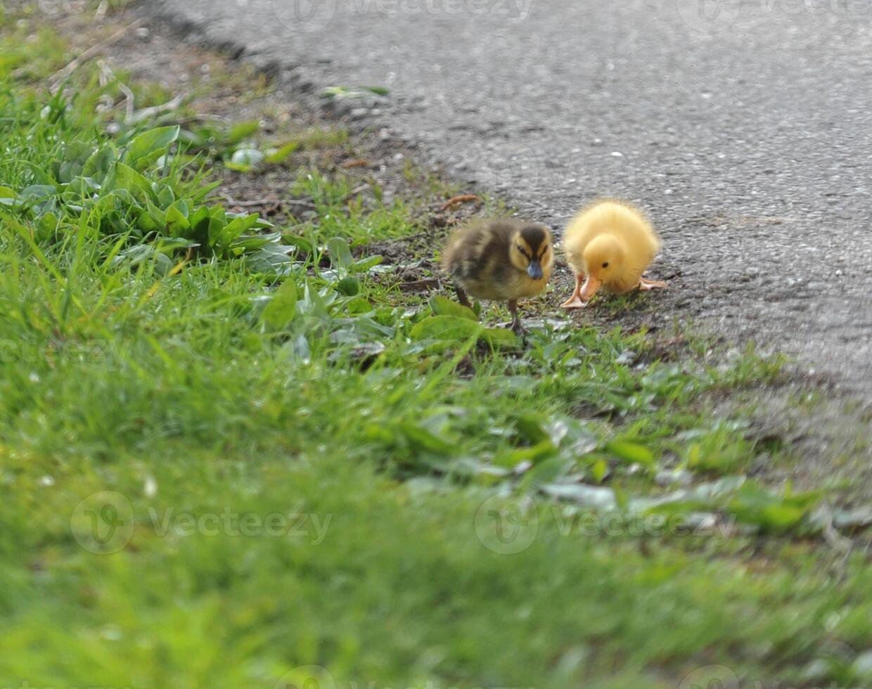 Two Adorable Ducklings Exploring a Pathway photo