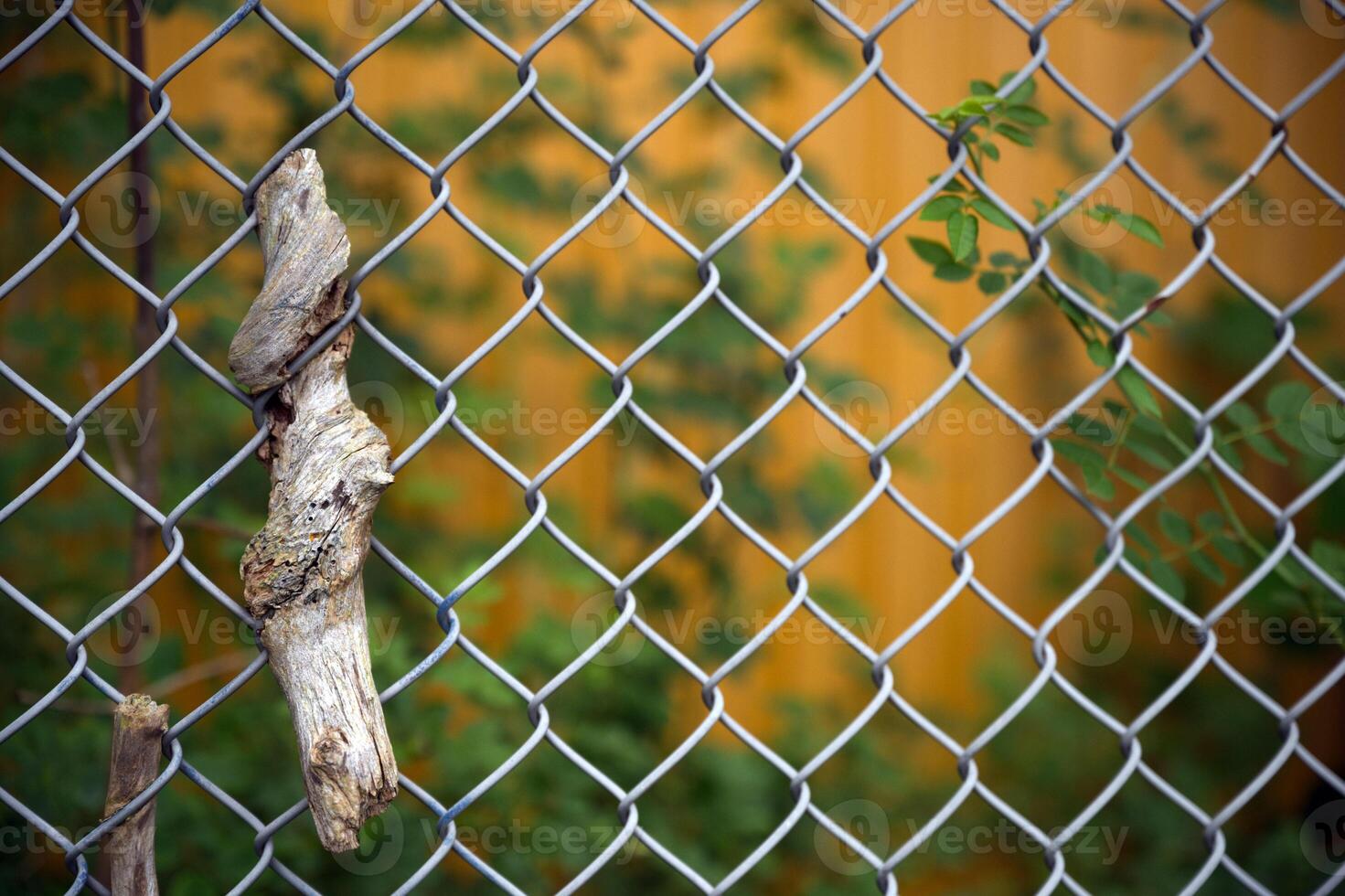 Twisted Wood on Chain Link Fence with Greenery photo