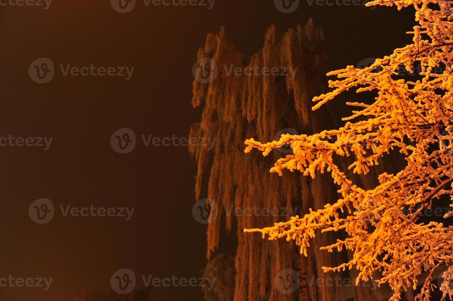 Frosty Trees Illuminated at Night photo
