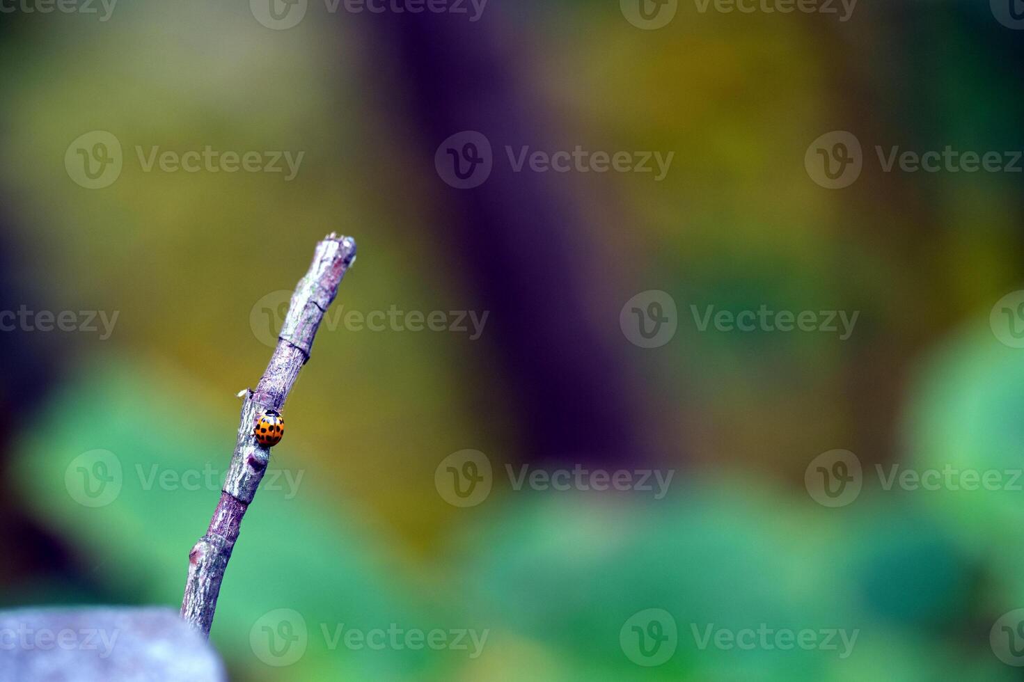 Ladybug on Twig in Nature photo