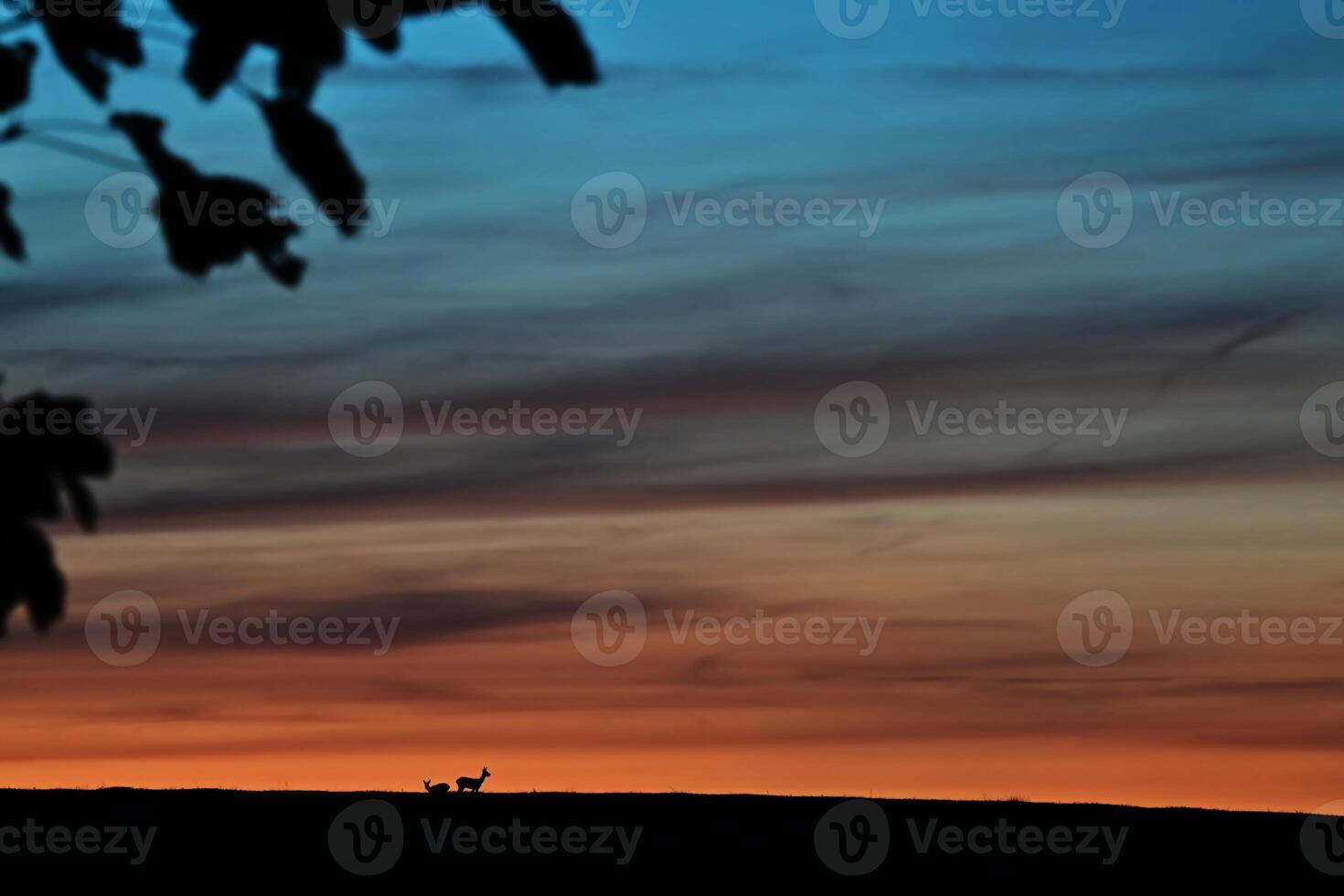 Silhouette of Deer at Sunset photo