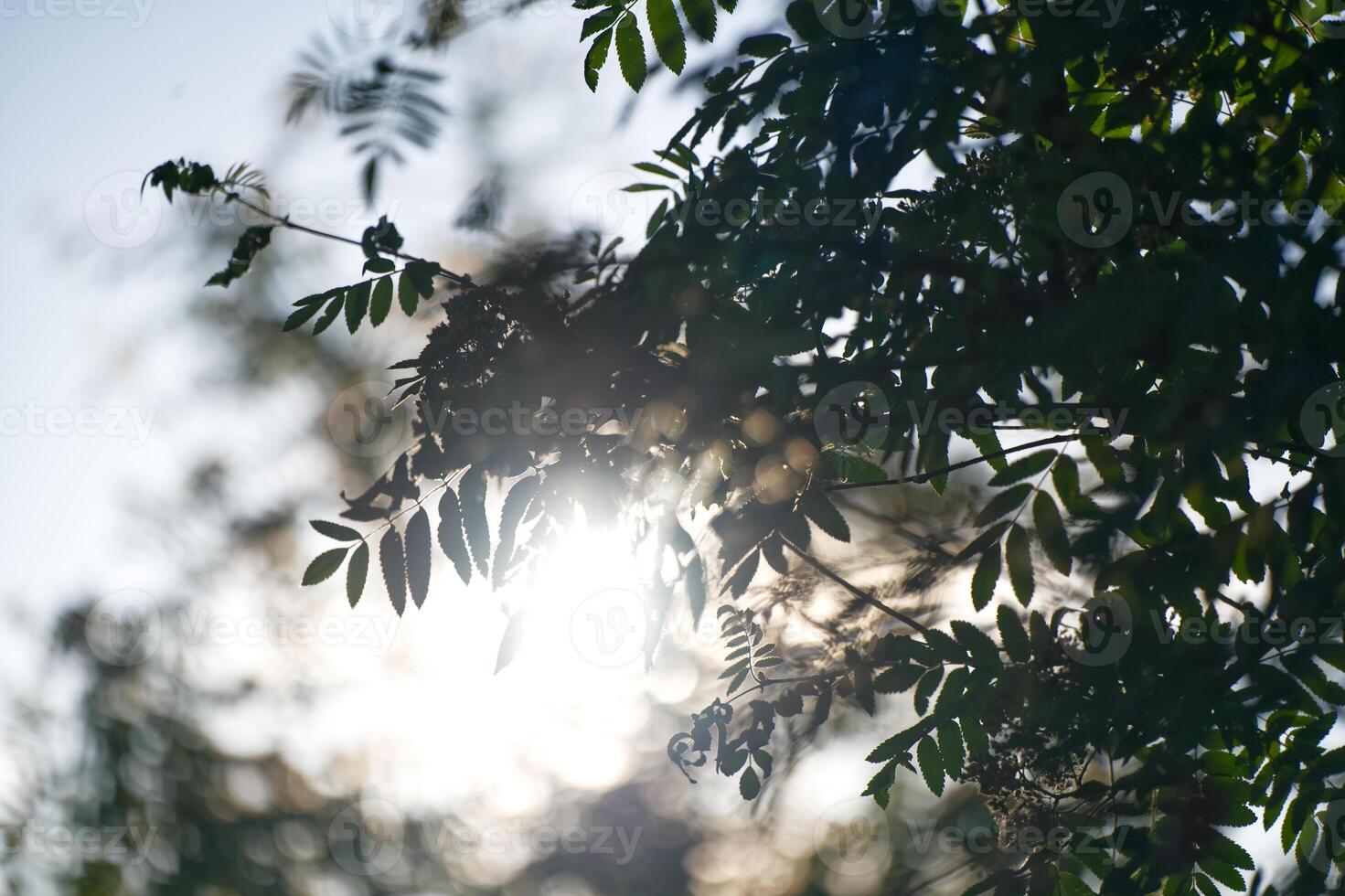 Sunlight Through Green Leaves photo