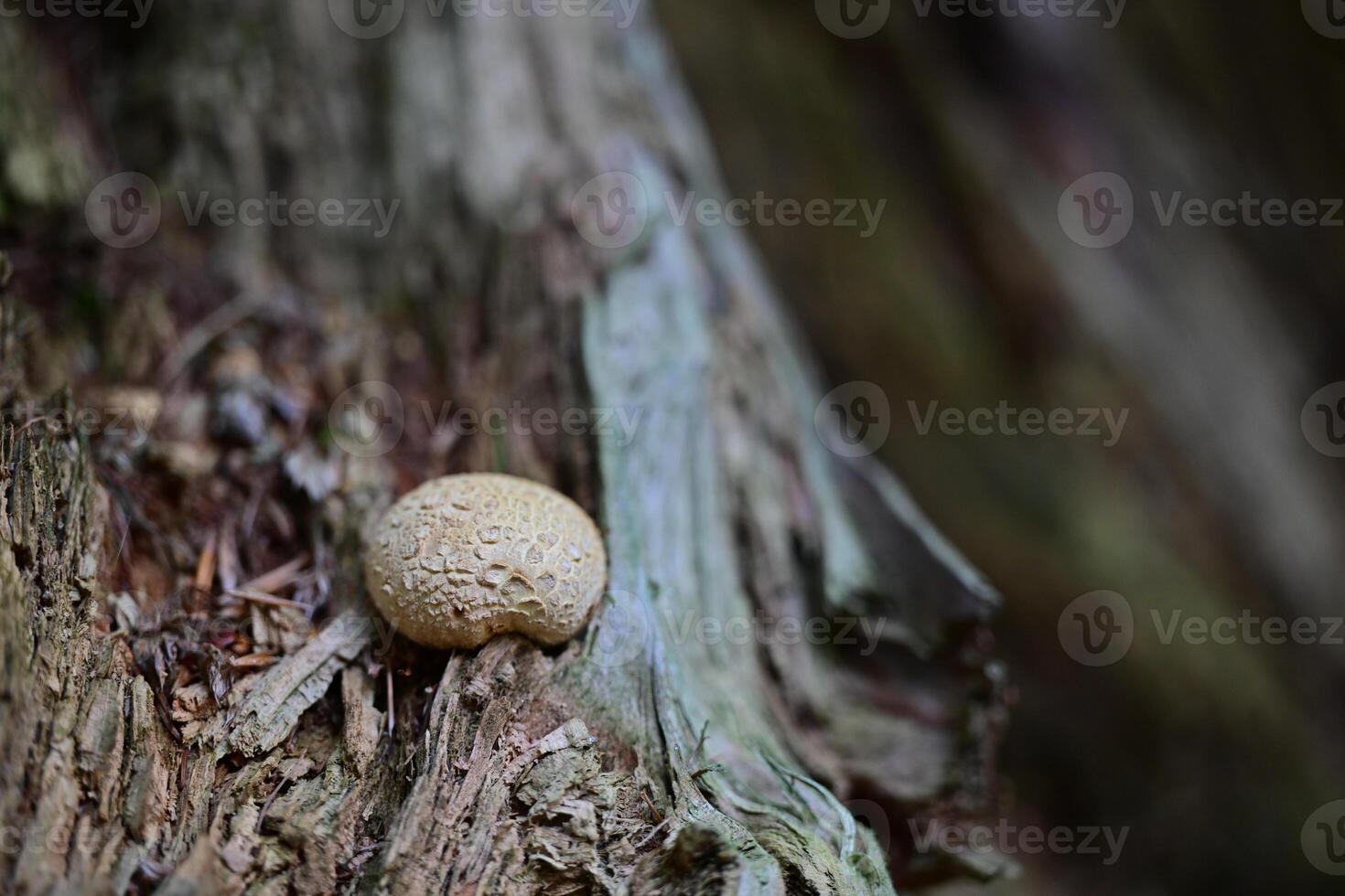 Close-up of a Mushroom on Tree Trunk photo