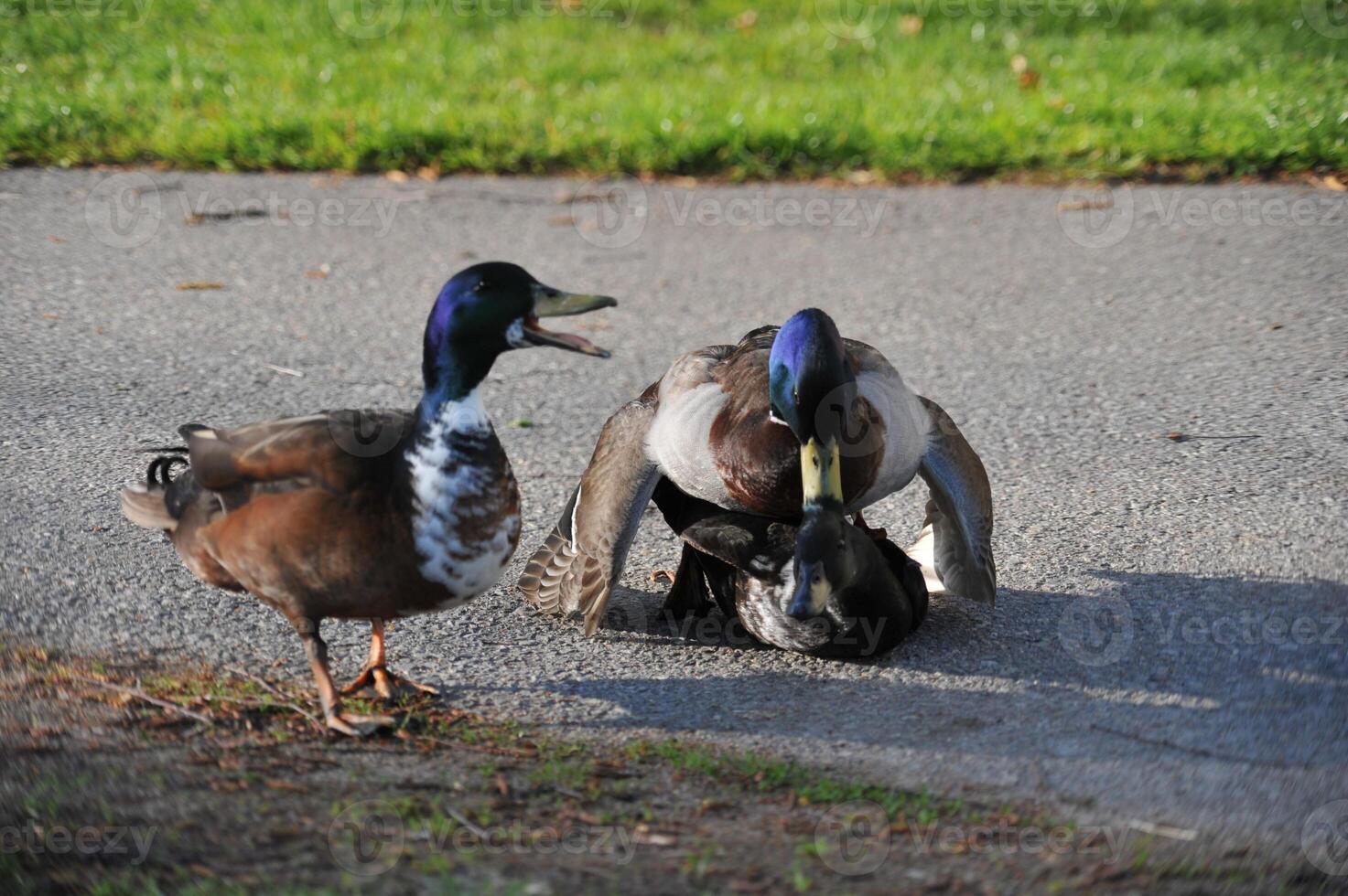 Ducks Interacting on a Pathway in the Park photo