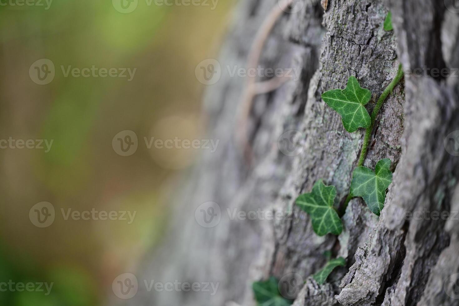 Ivy Climbing a Tree Trunk photo