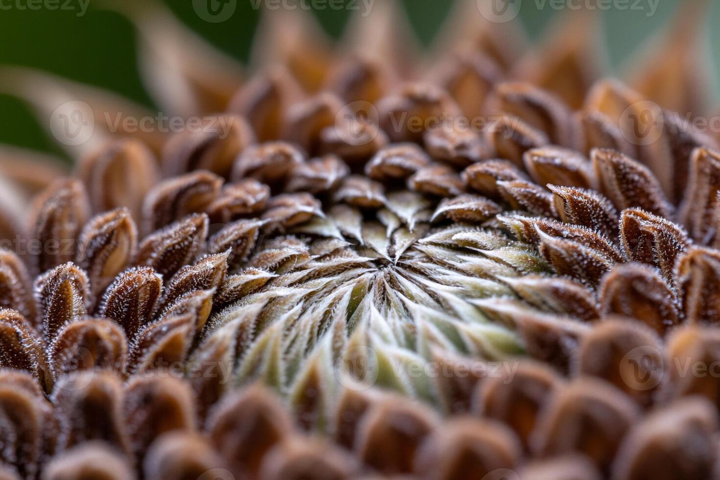 A close up of a flower with a center photo