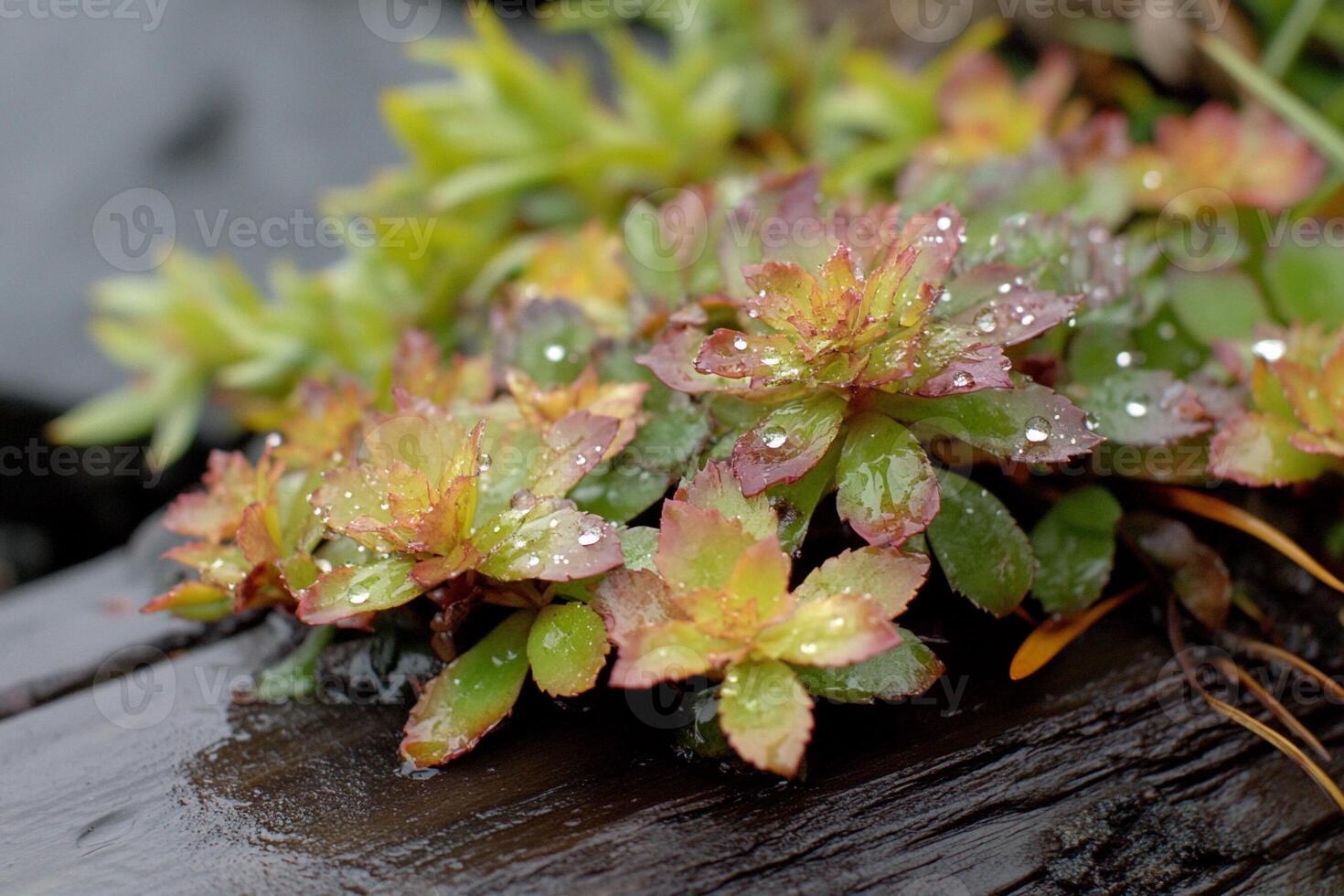 A plant with water droplets on it photo