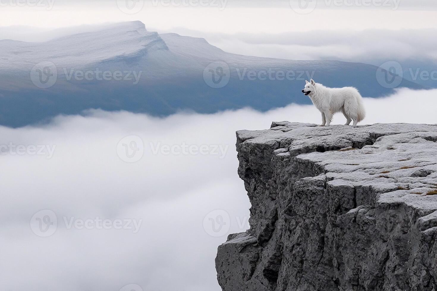A lone white wolf stands on a cliff overlooking the clouds photo