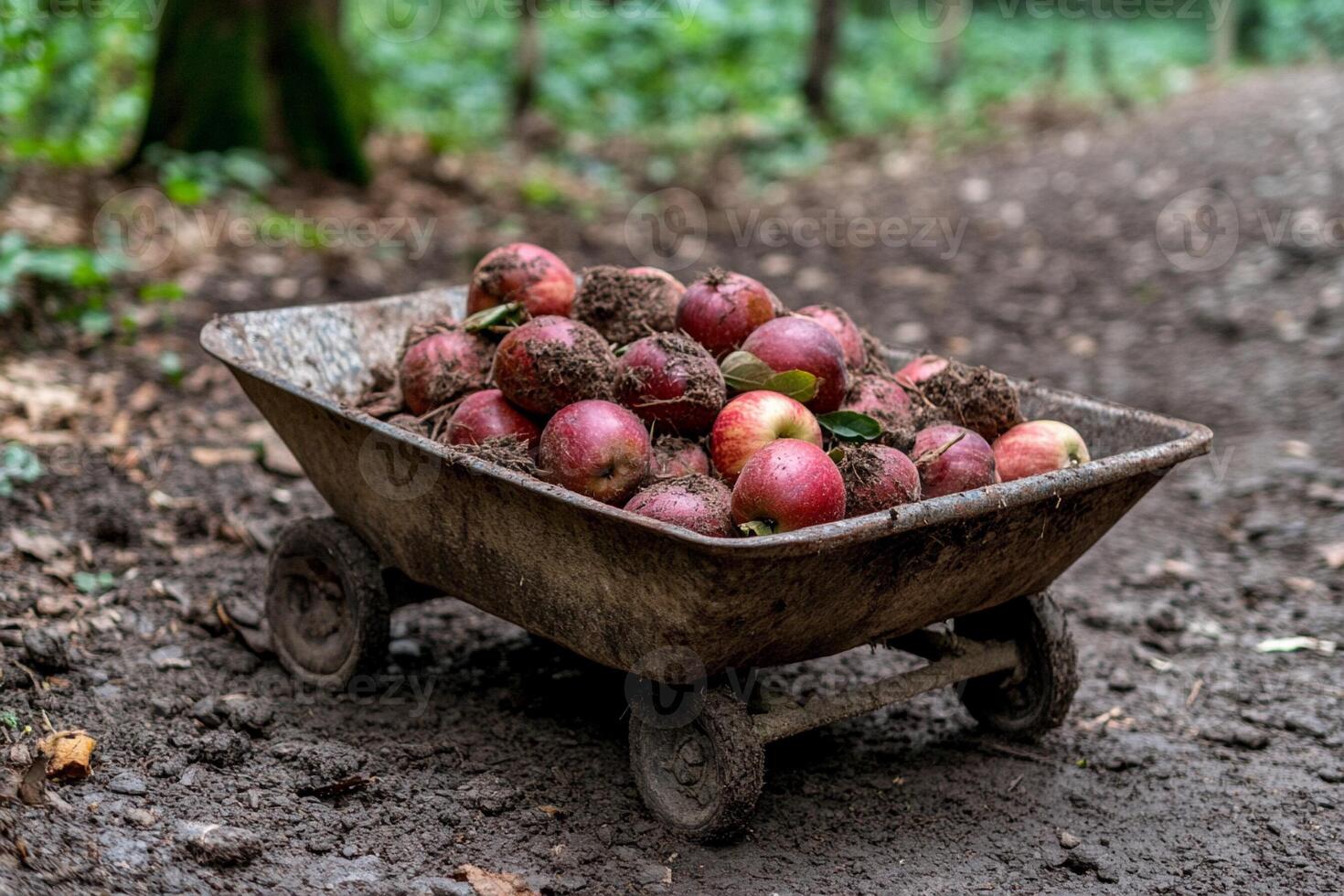 A wheelbarrow full of apples photo