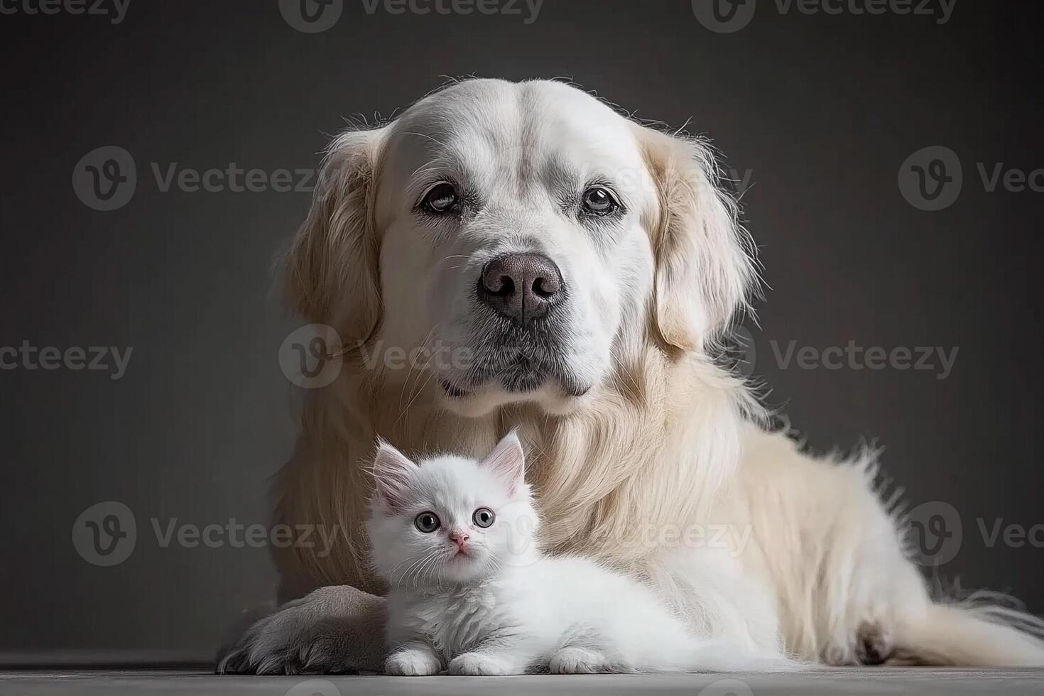 A white cat and a golden retriever dog sitting together photo