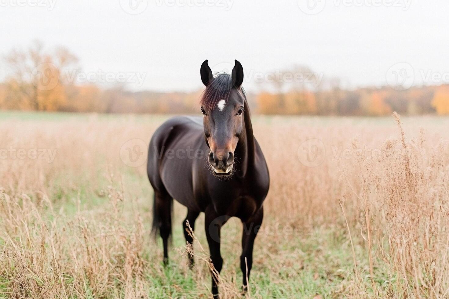 A black horse standing in tall grass photo