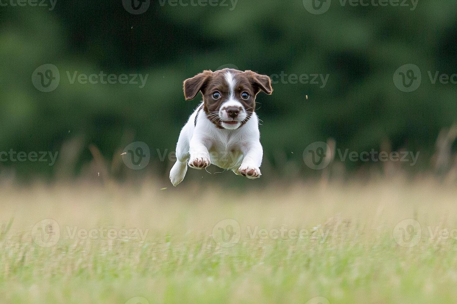 A small brown and white dog is jumping through the air photo