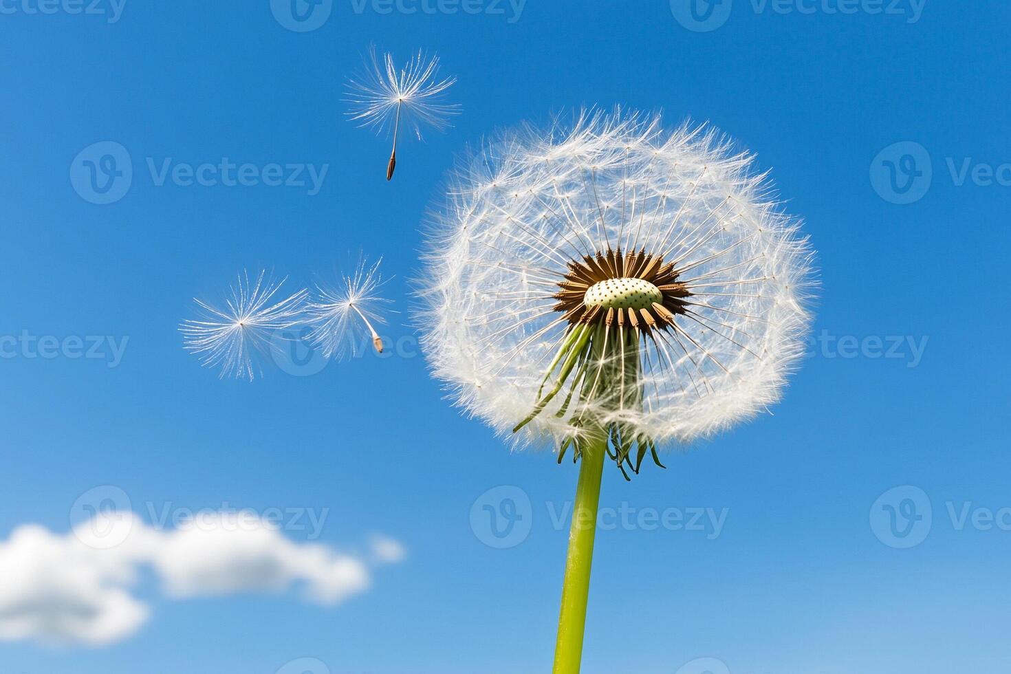A dandelion blowing in the wind photo