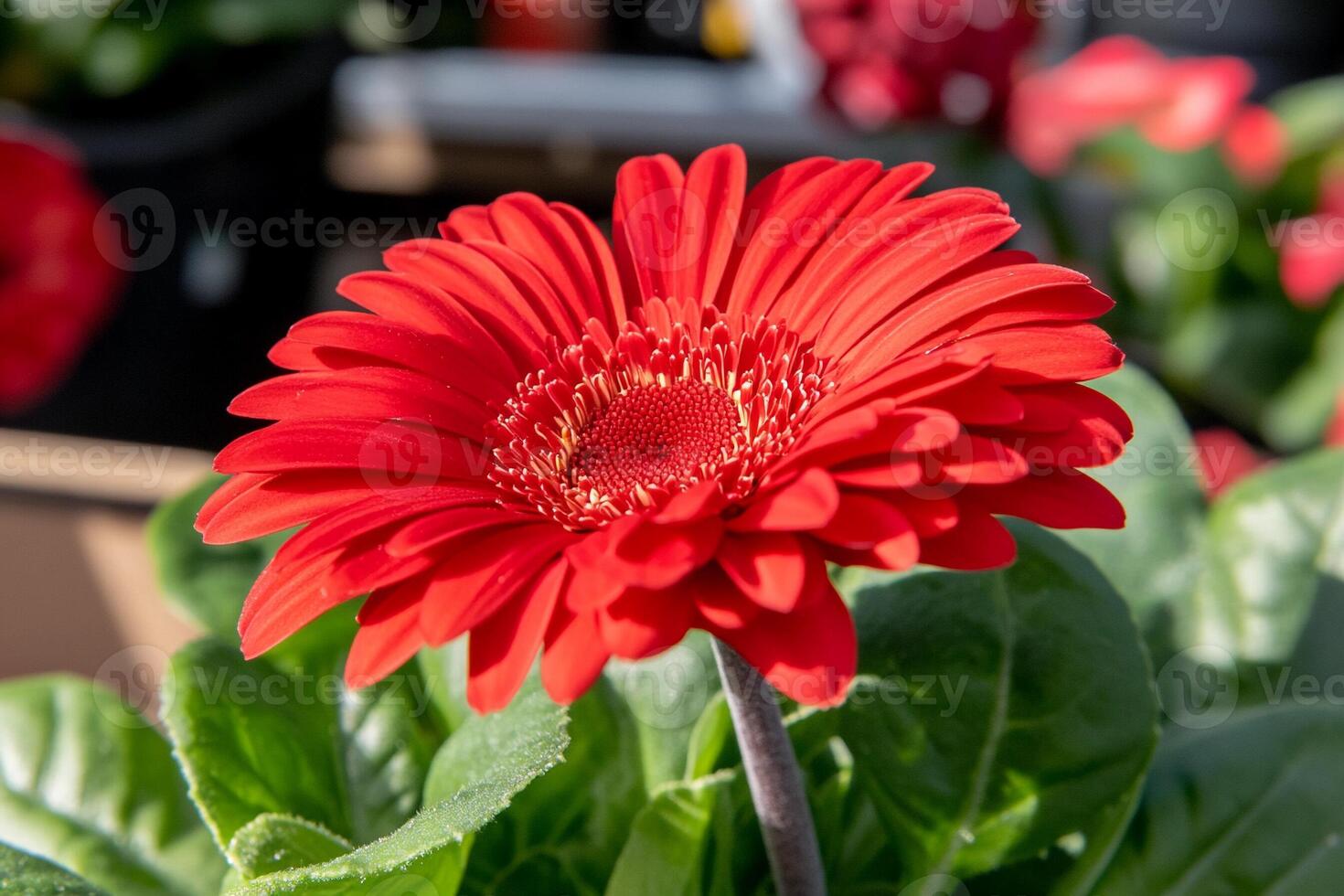 A red flower with green leaves in a pot photo