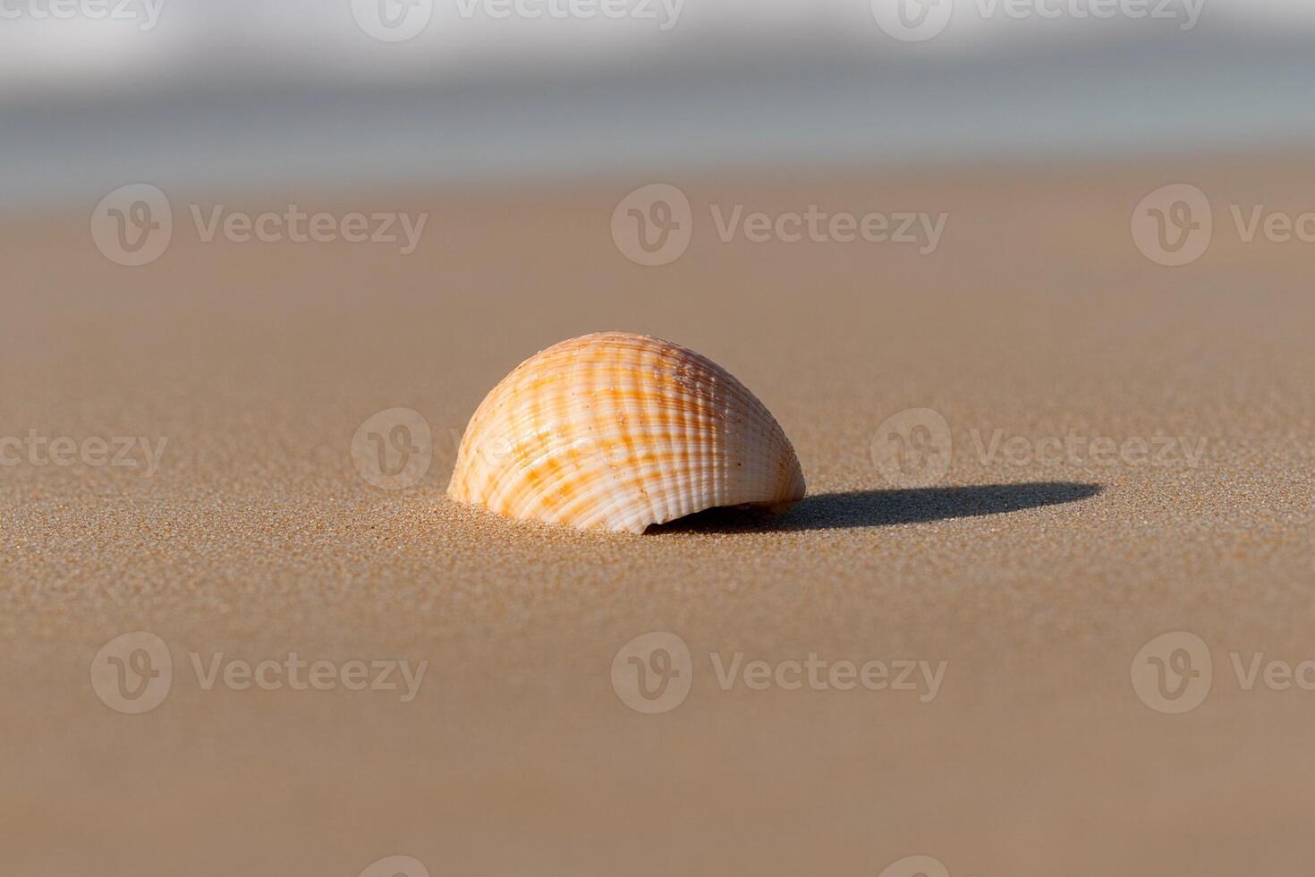 A shell on the beach with the ocean in the background photo