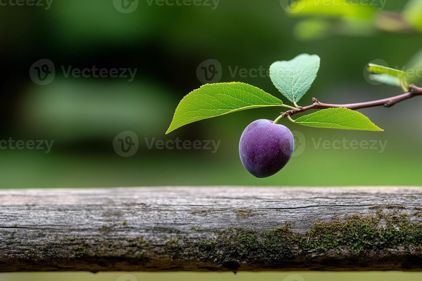 A purple plum on a branch photo