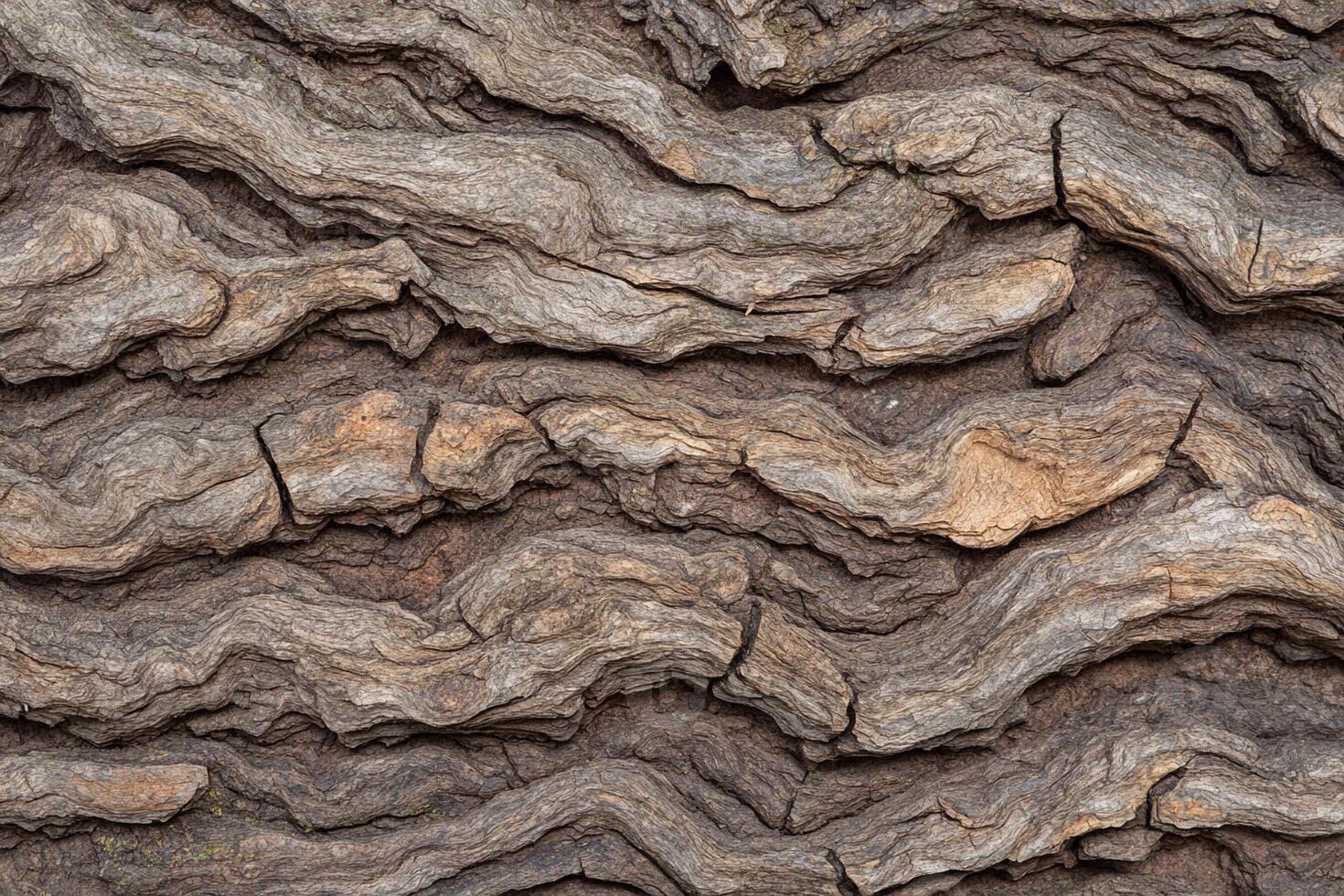 Close up of the bark of a tree photo