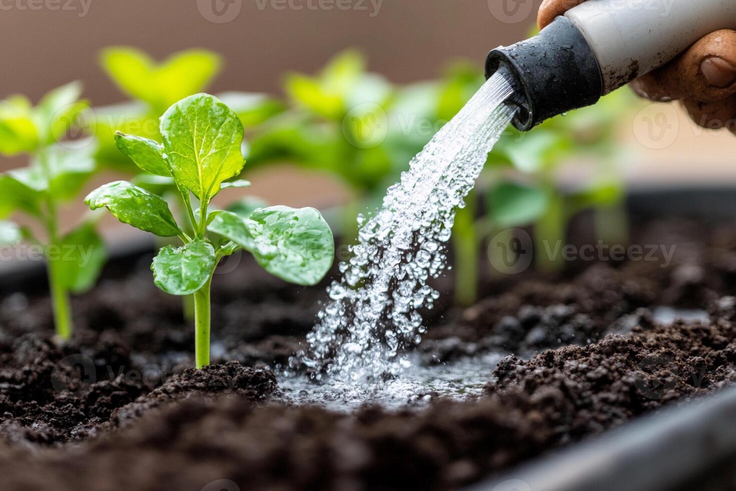 A person is watering a plant with a hose photo
