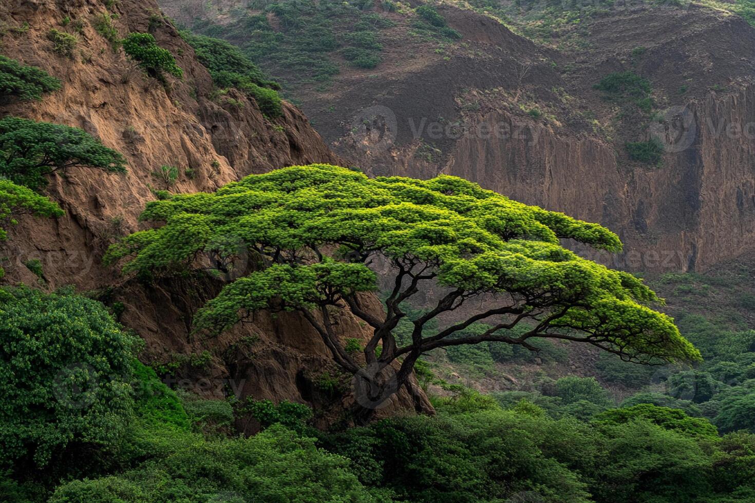 A tree growing on a hillside photo