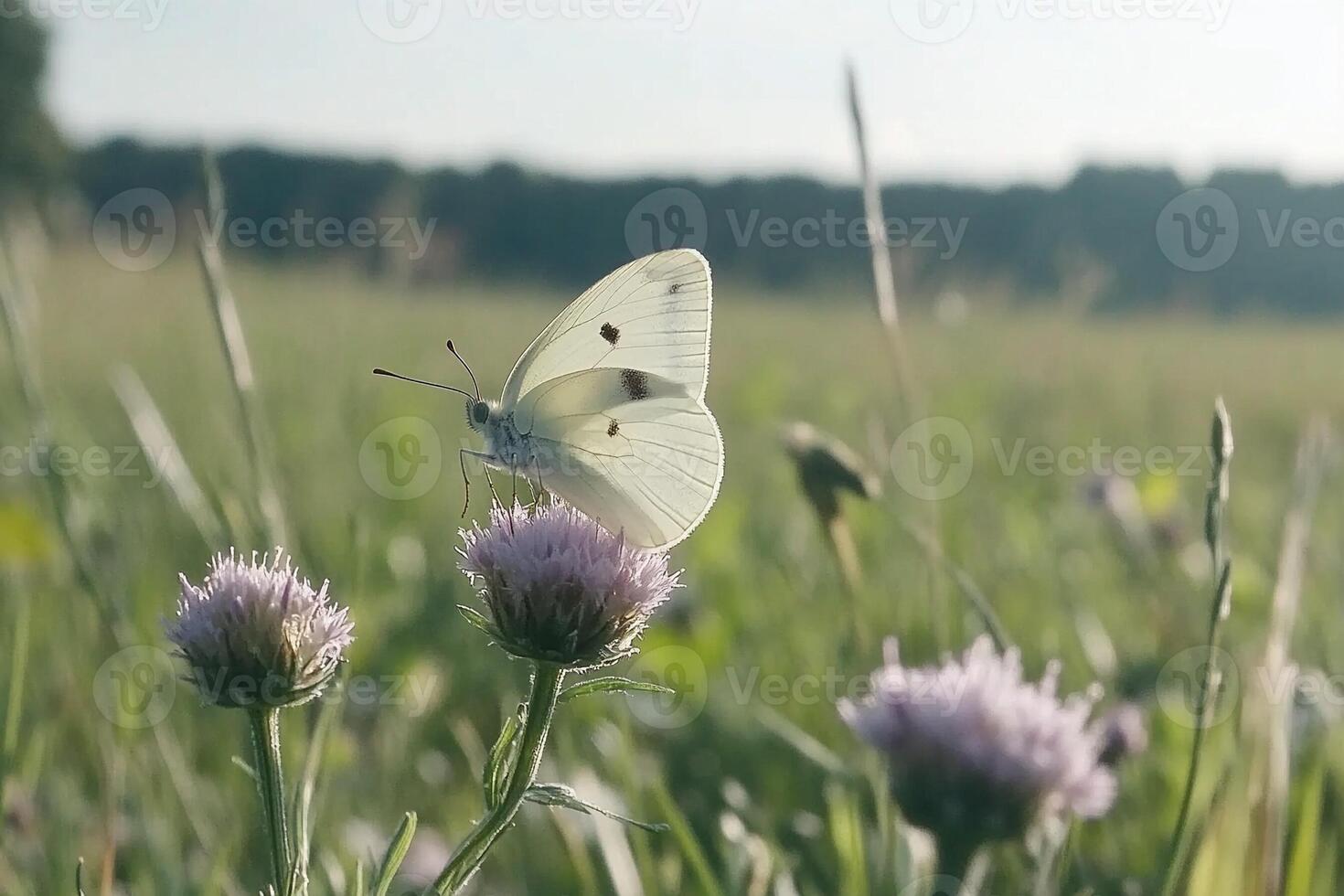 A white butterfly sits on a thistle flower in a field photo