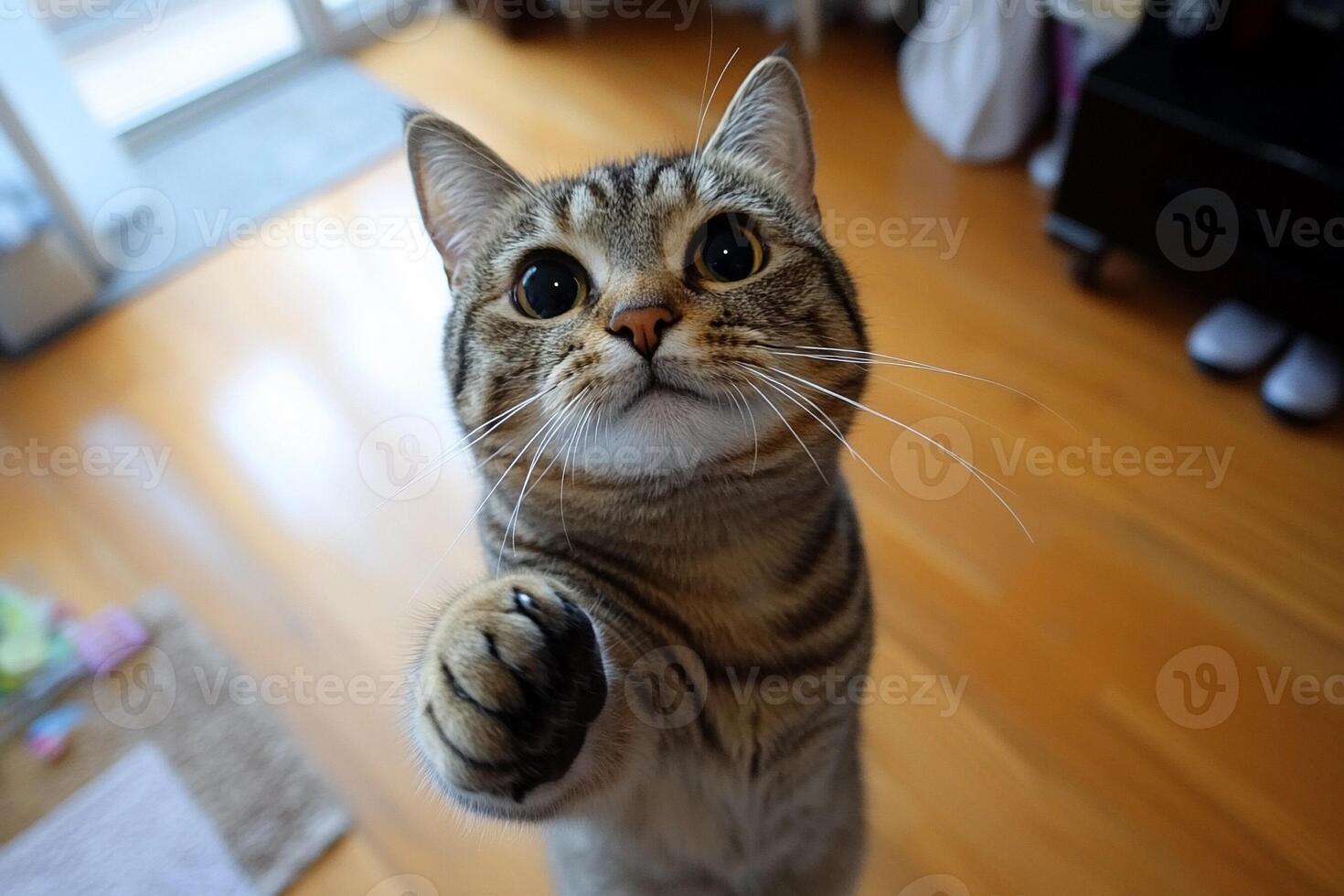 A cat is standing on its hind legs and reaching up to the camera photo