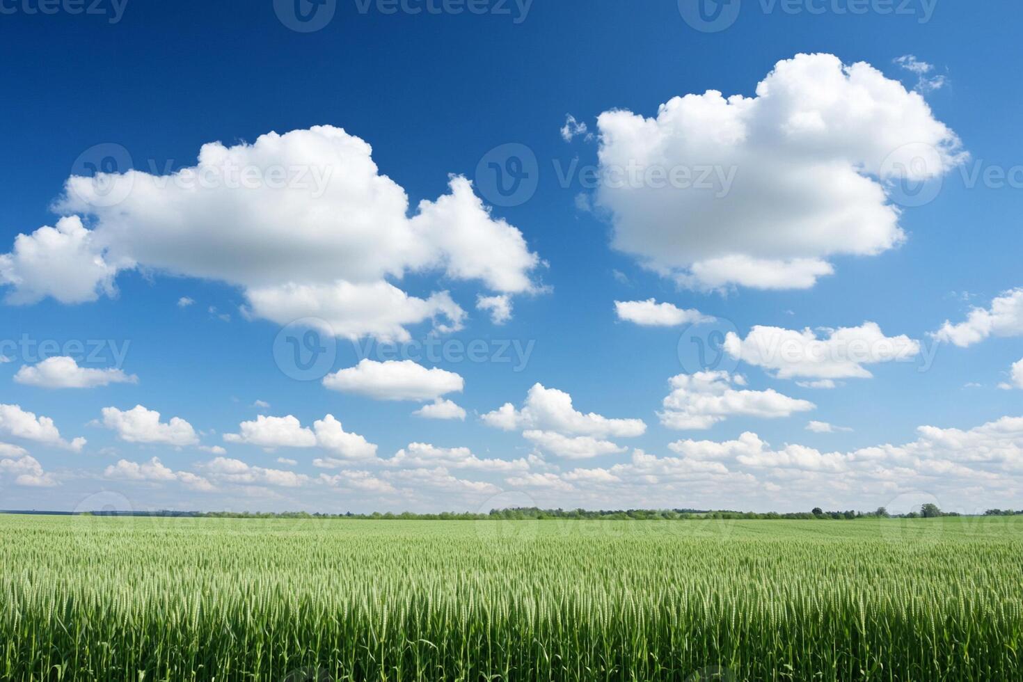 A field of green wheat with clouds in the sky photo