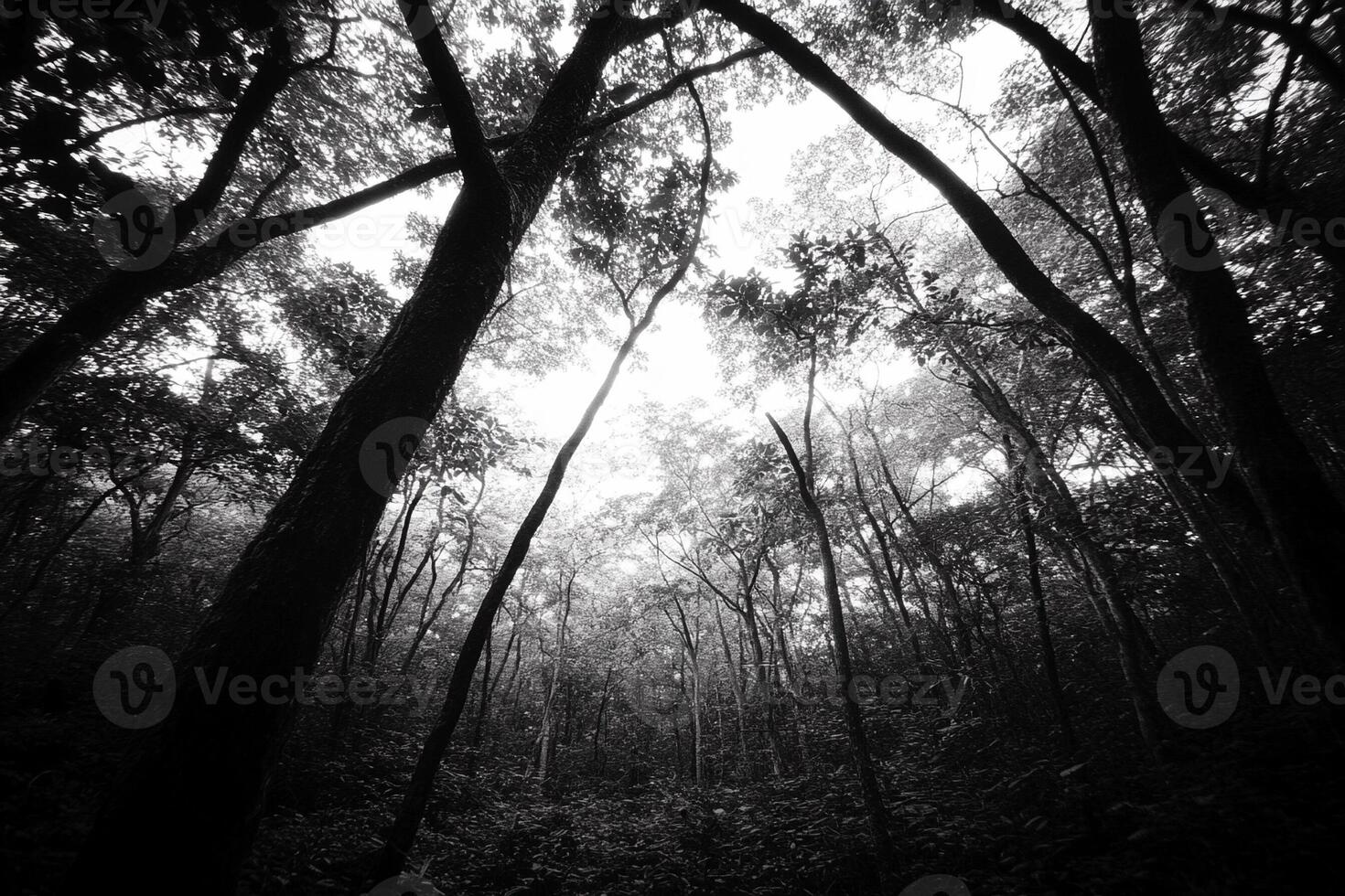 Black and white photo of trees in the forest