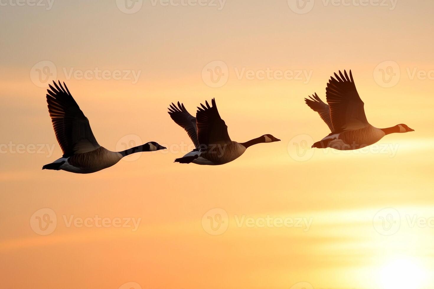 Three geese flying in the air at sunset photo