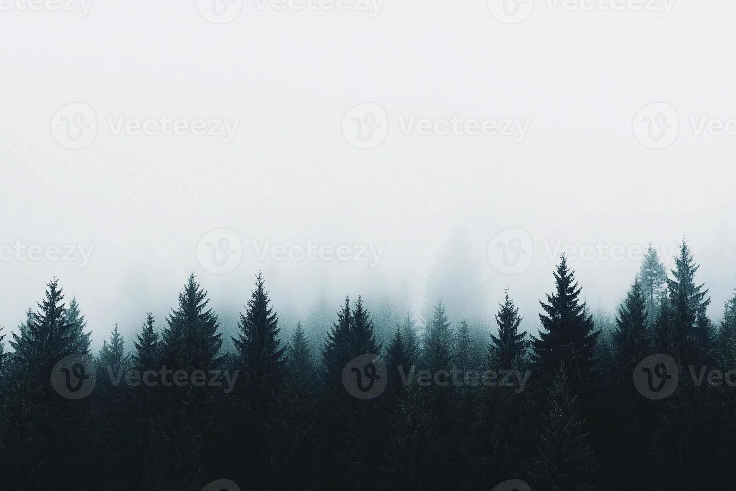 Foggy forest with trees in the background photo