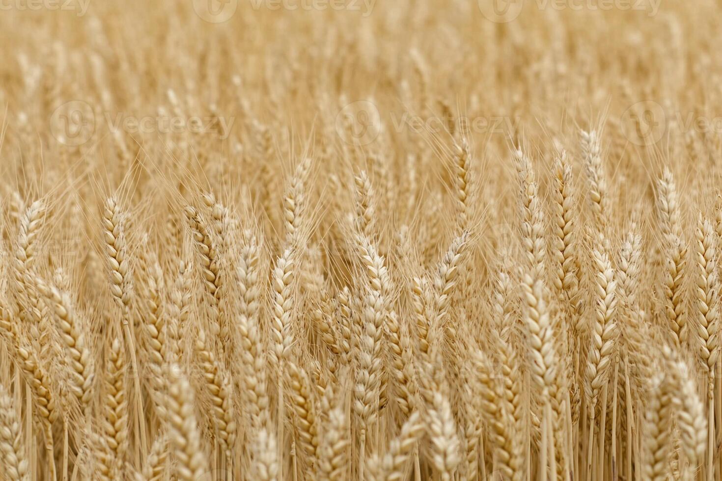 A close up of a field of wheat photo