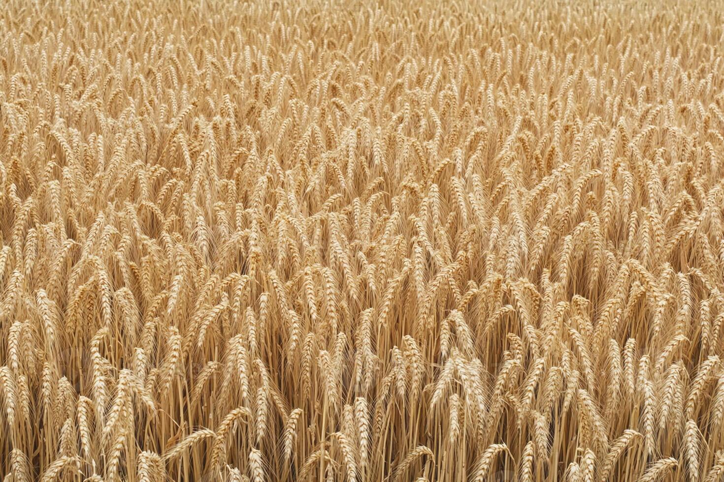 A field of ripe wheat is shown in this photo