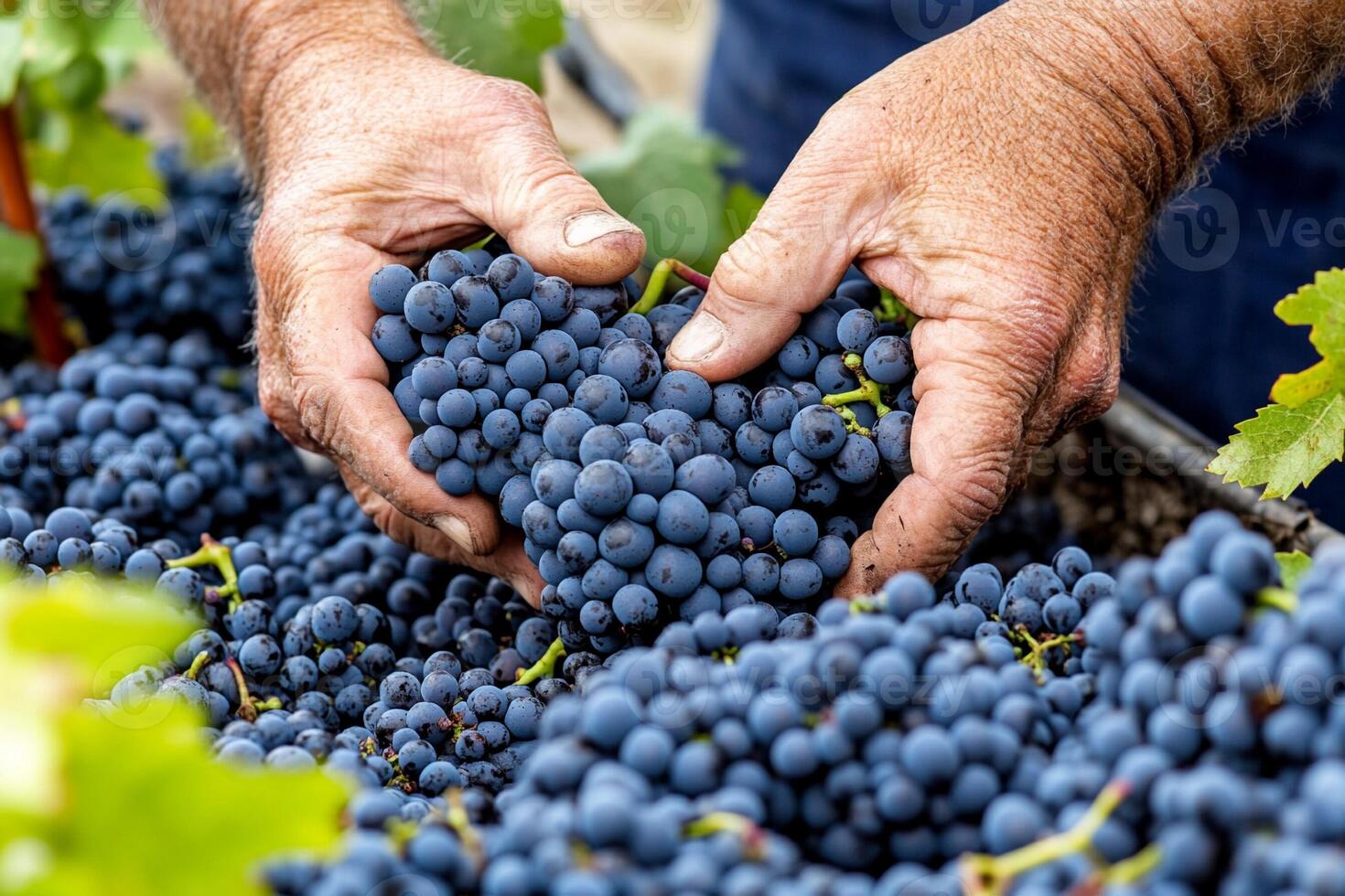A person picking grapes from a vineyard photo