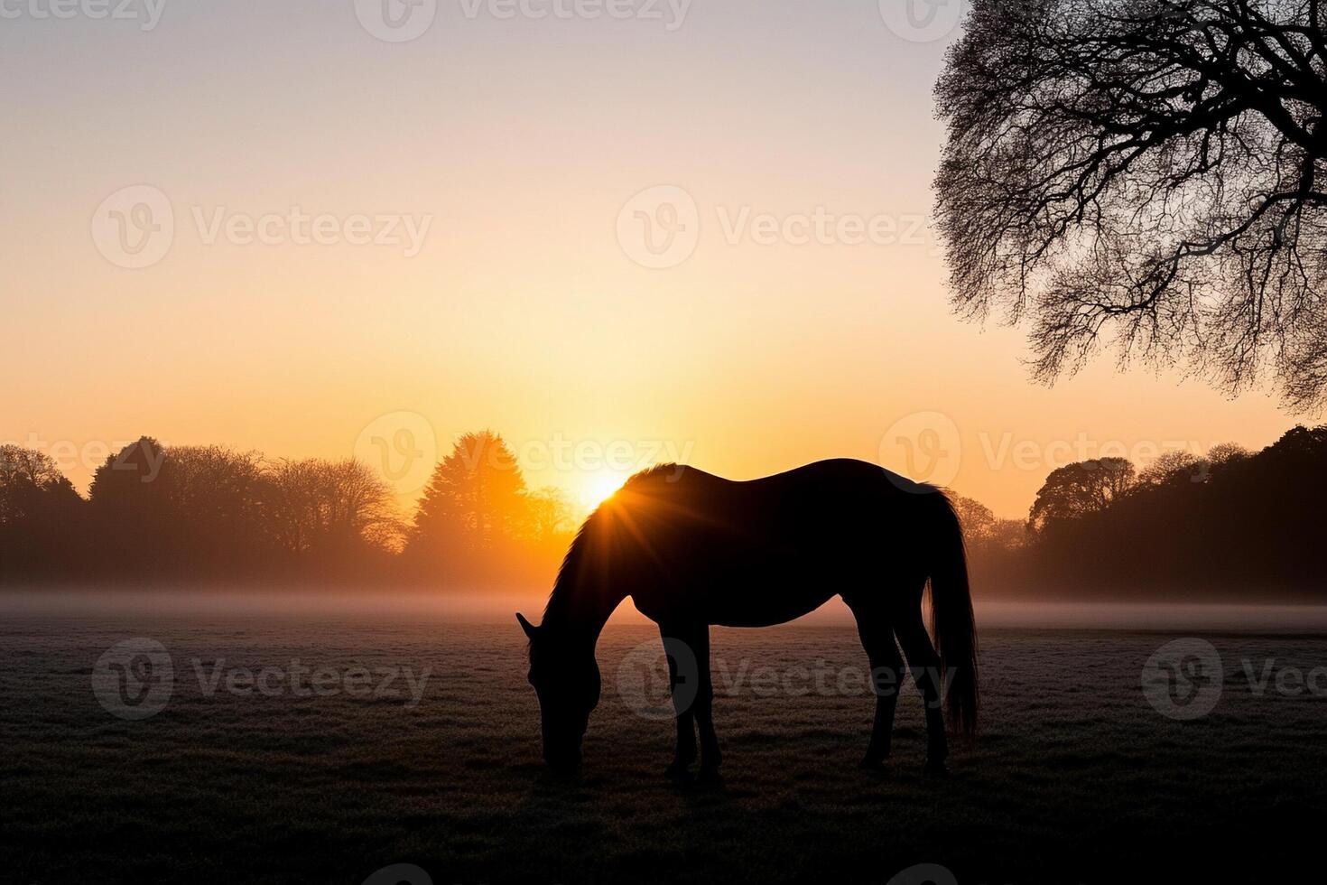 Horse grazing in the morning photo