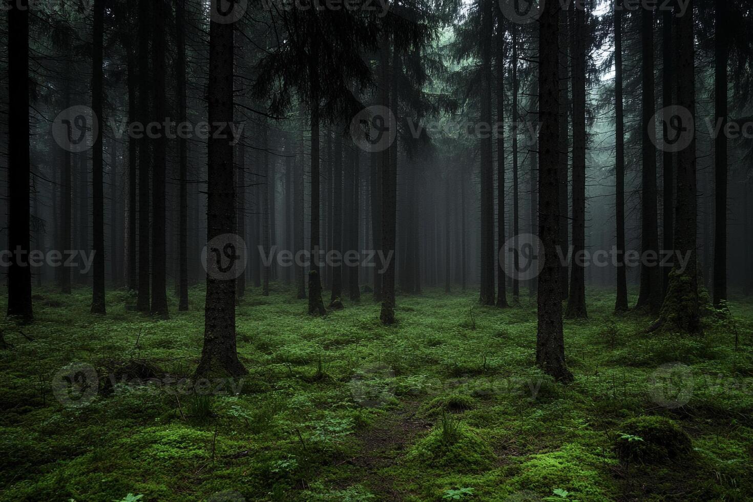 A dark forest with tall trees and green grass photo