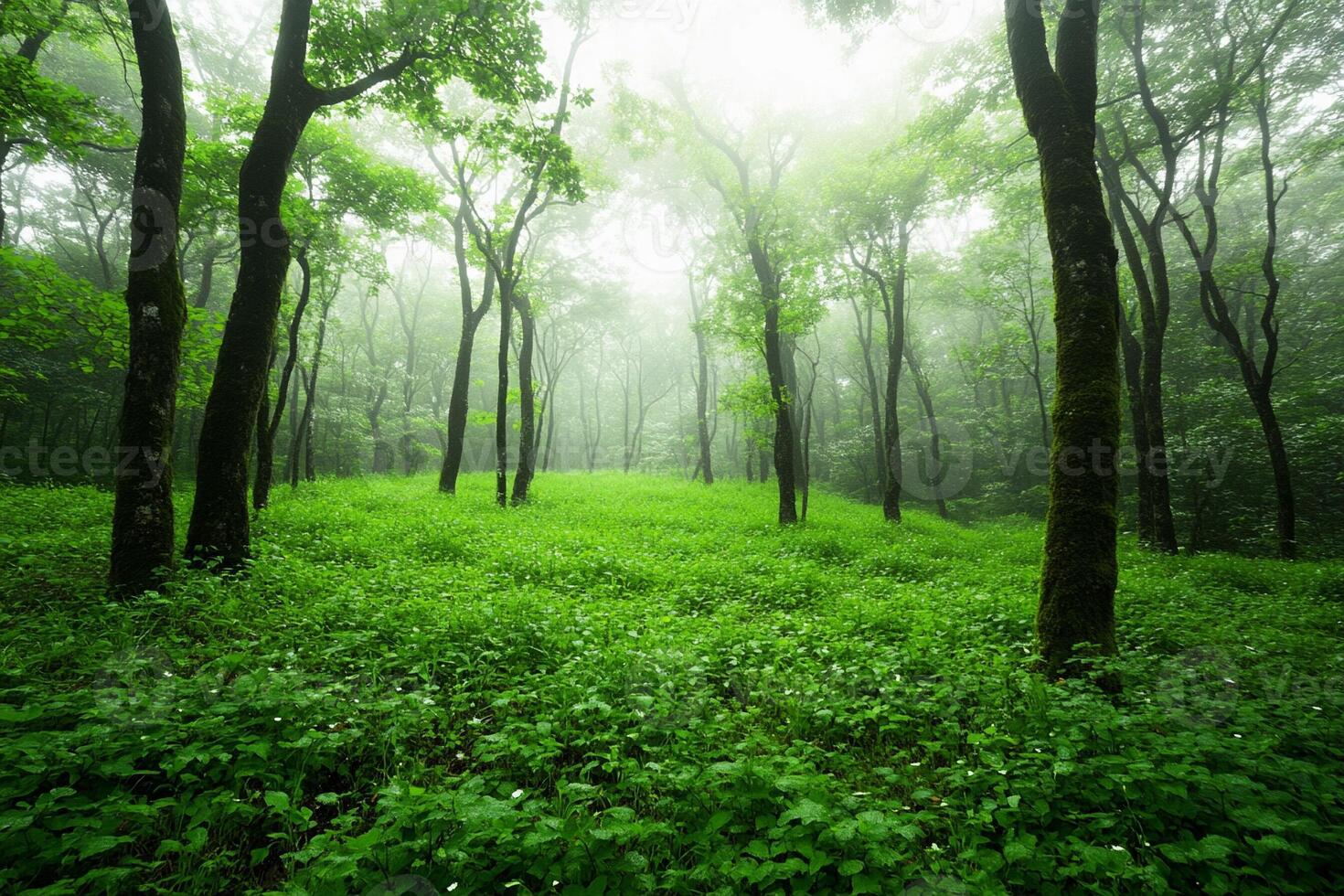 Green forest with trees and grass in the fog photo