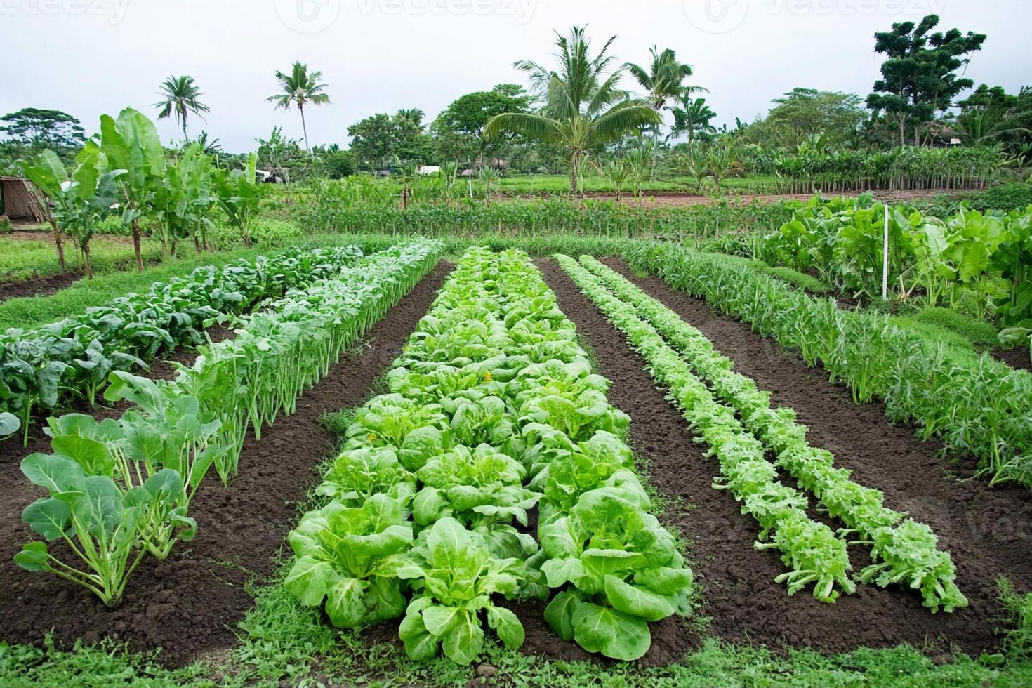 A vegetable garden with many different types of plants photo