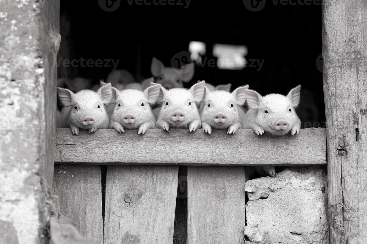 A group of pigs are standing in a barn photo