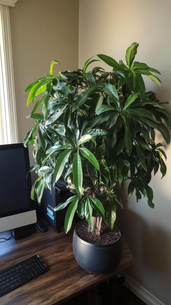 Stunning Indoor Plant in a Modern Pot, Perfect for Home Decor photo