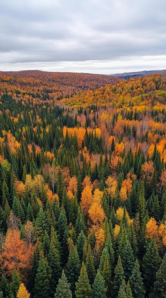 Autumnal Forest Canopy A Stunning Aerial View photo
