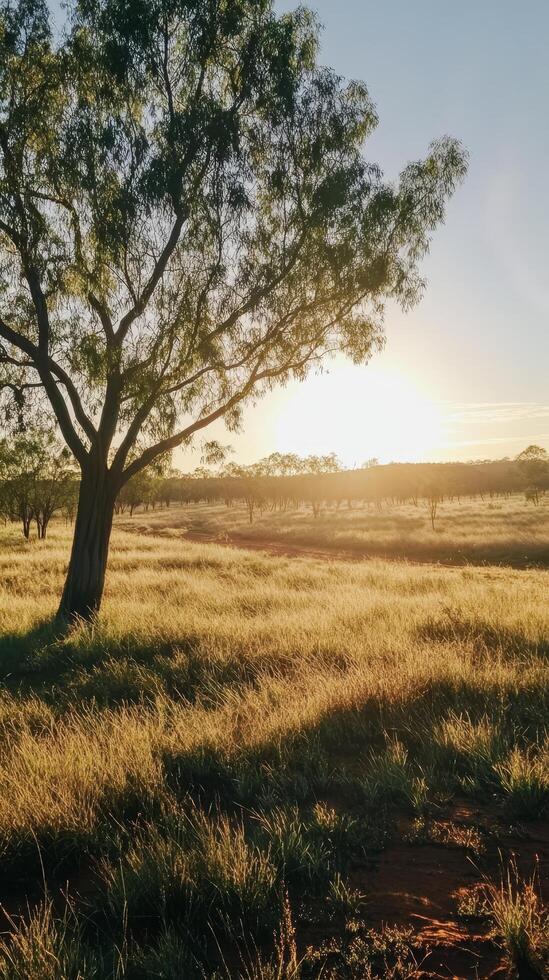 Golden Hour Meadow Landscape photo