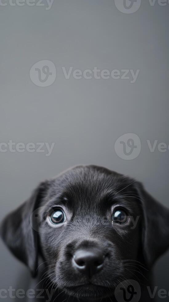 Close-up of a Black Labrador Puppy photo