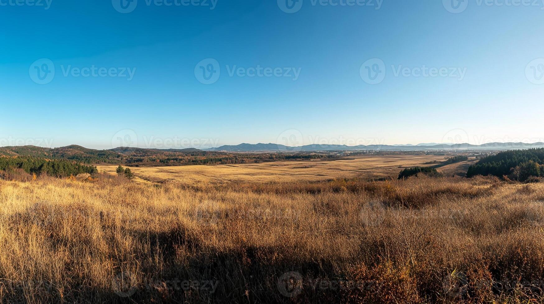 Panoramic Autumnal Landscape with Golden Field and Blue Sky photo
