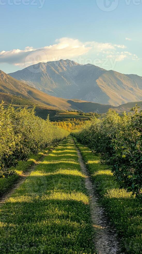 Serene Orchard Path Under Mountainous Sky photo
