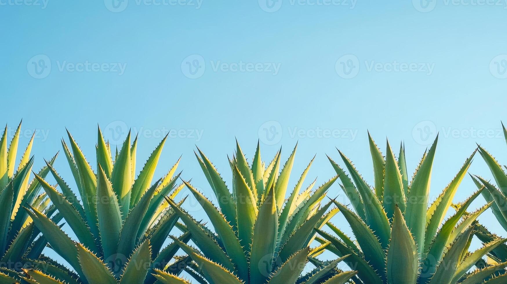 Stunning Agave Plants Under a Clear Blue Sky photo