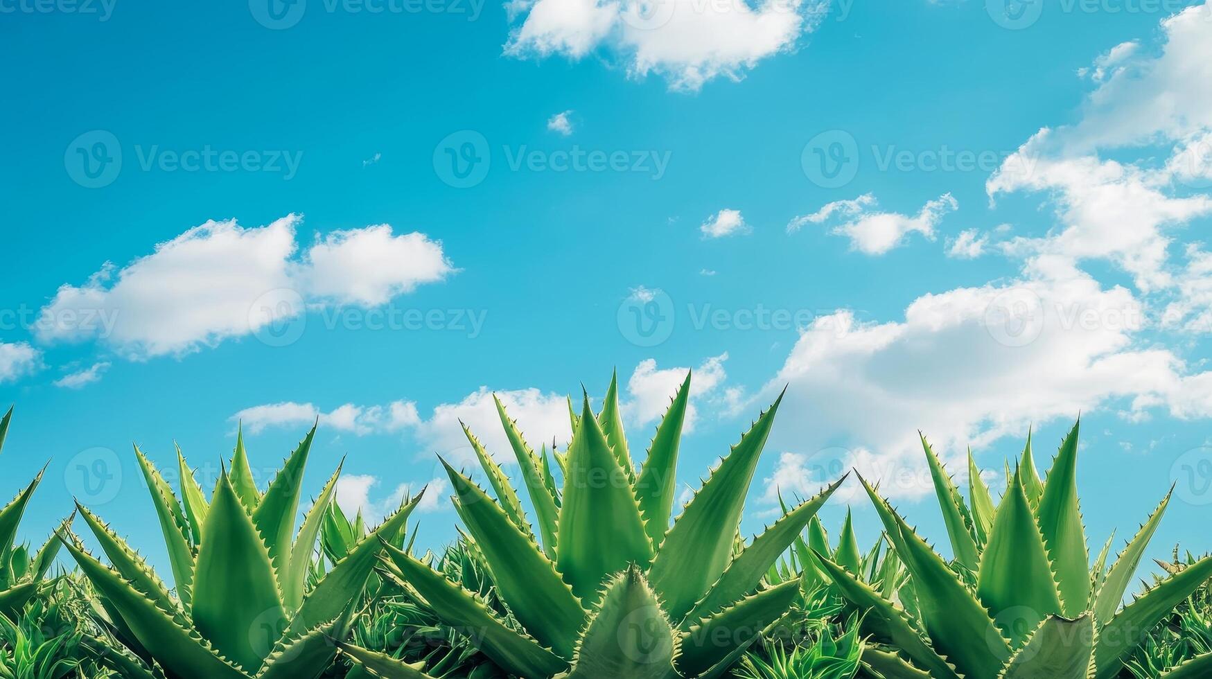 Stunning Aloe Plants Under a Vibrant Sky photo