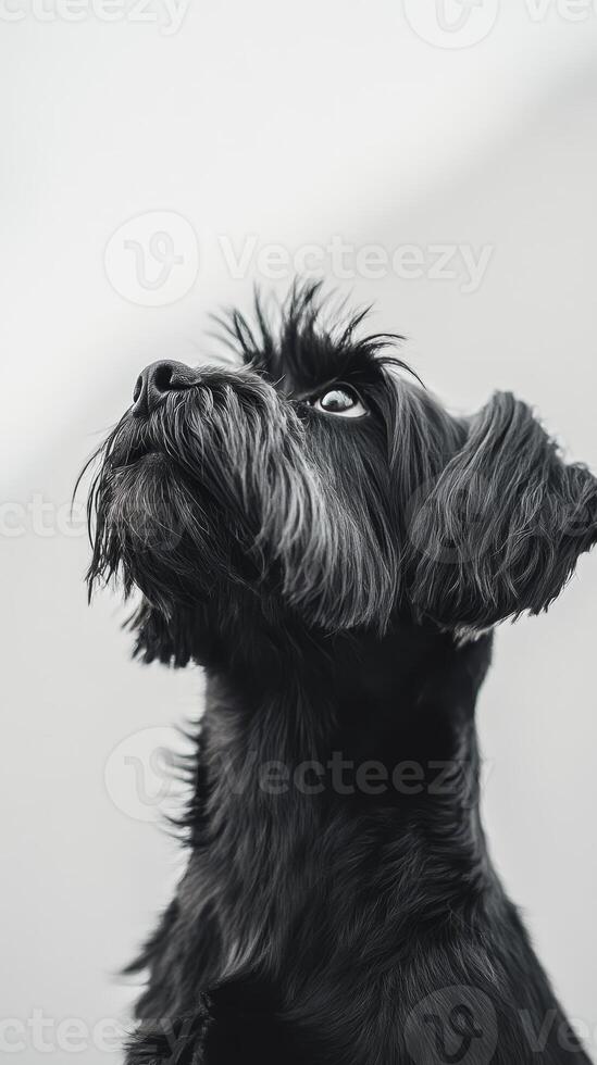 Elegant Black Schnauzer Portrait A Captivating Close-Up of a Loyal Companion with Expressive Eyes, Furry Face, and Adorable Charm in a Minimalist Style photo