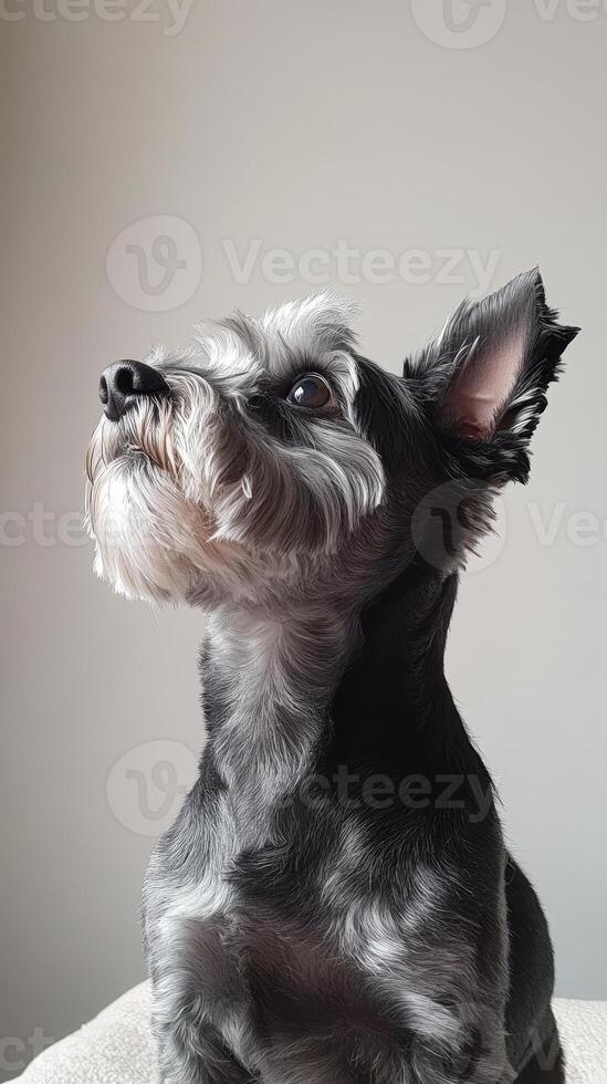 Elegant Schnauzer Portrait A Captivating Close-Up of a Loyal Companion with Striking Fur and Attentive Eyes, Exuding Charm and Pedigree in a Studio Setting photo