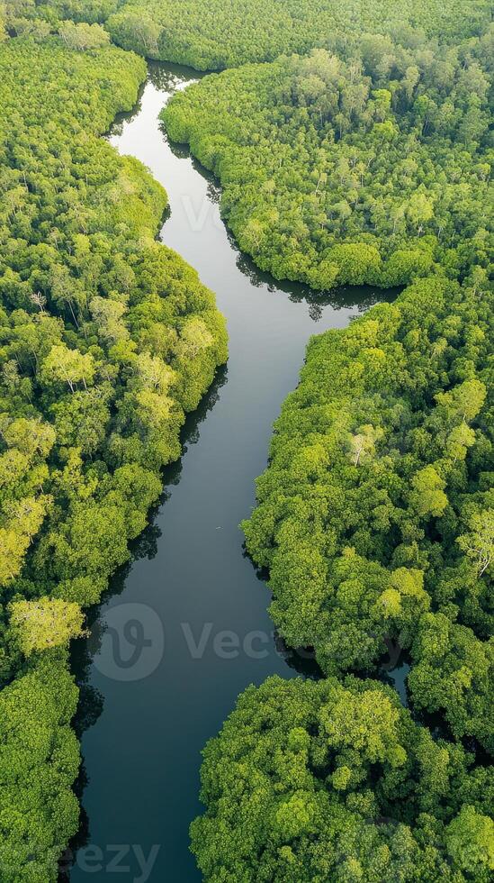 Verdant River A Serene Aerial View of Nature's Lush Embrace, Showcasing Tranquil Waters Flowing Through a Dense Forest Landscape, a Captivating Natural Vista. photo