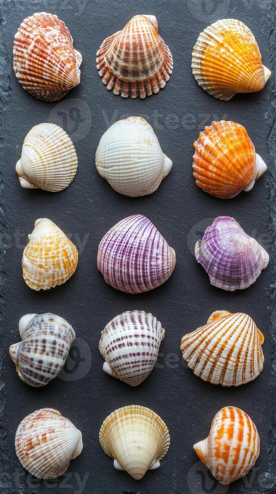 Brightly colored seashells arranged on a dark slate surface photo