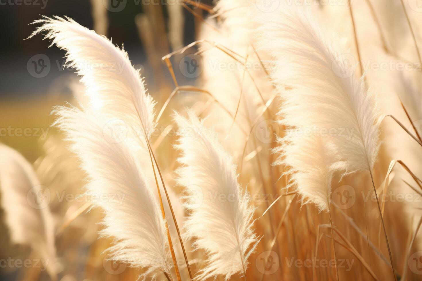 Abstract natural background of soft plants Cortaderia selloana. Pampas grass on a blurry bokeh, Dry reeds boho style. Fluffy stems of tall grass. photo